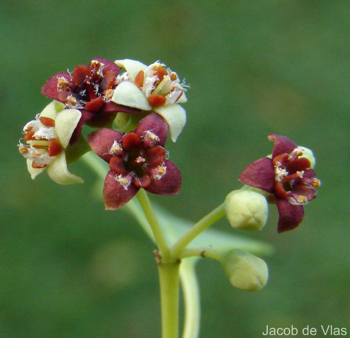 Santalum album L.